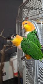 Caiques, Animaux & Accessoires, Femelle, Perroquet, Domestique