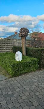 Gratis boom en planten, Ophalen