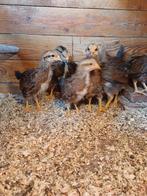 Te koop welsumer kuikens groot ras., Dieren en Toebehoren, Pluimvee, Geslacht onbekend, Kip