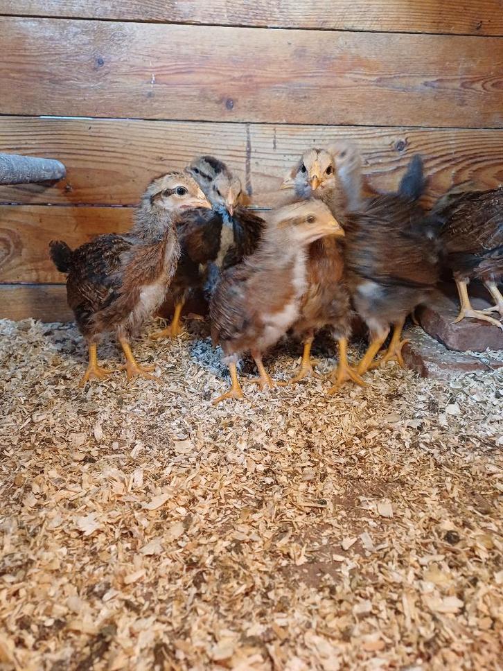 Te koop welsumer kuikens groot ras., Dieren en Toebehoren, Pluimvee, Kip, Geslacht onbekend