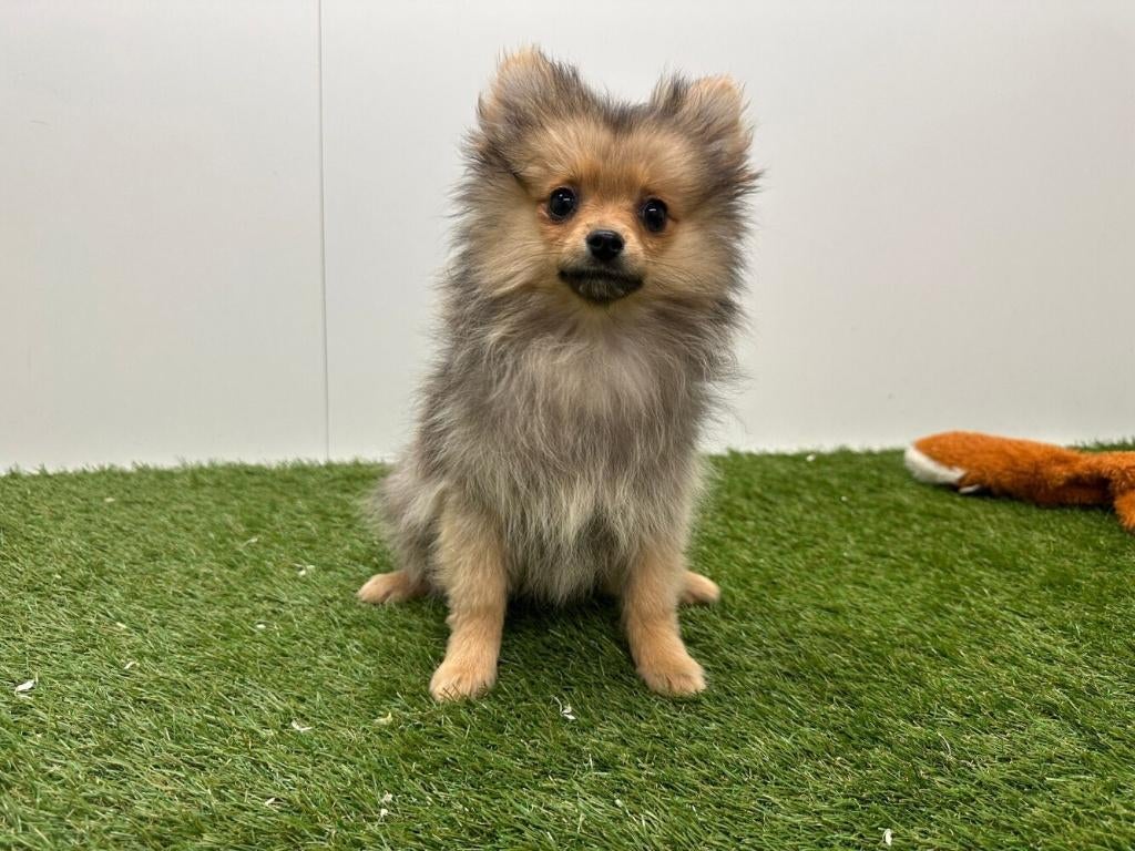 Dwergkeeshond pups, België, Keeshond, 8 tot 15 weken, Parvo