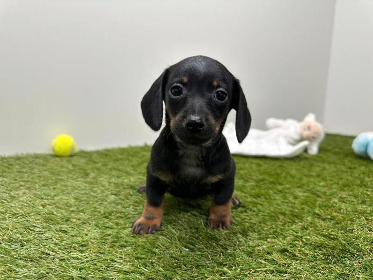 Nestje Dwergteckel pups - gladharig, Dieren en Toebehoren, Honden | Teckels en Dashonden, Reu, Korthaar, Dwerg, Fokker | Professioneel