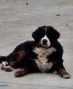 berner sennenpups, Dieren en Toebehoren, België, 8 tot 15 weken, Parvo, Meerdere