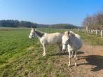 Muilezels te koop, Jument, Poney d'attelage, Avec puce électronique, 7 à 10 ans