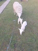 Ooi met 2 lammetjes, Dieren en Toebehoren