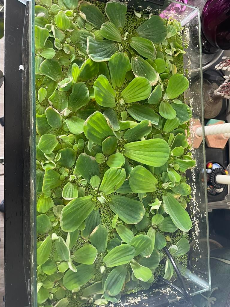 Aquarium plant, Dieren en Toebehoren, Vissen | Aquaria en Toebehoren, Zo goed als nieuw, Ophalen