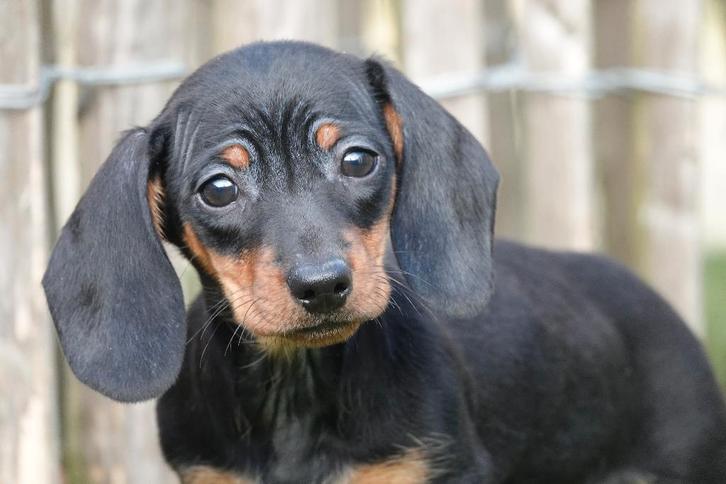 Chiots teckel à poil court, avec pedigree (parents testés), Animaux & Accessoires, Chiens | Teckels & Bassets, Plusieurs animaux