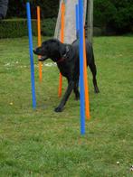 3 hondentrainingsets, Dieren en Toebehoren, Ophalen, Gebruikt, Behendigheidspeelgoed