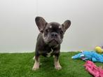 Franse Bulldog pup