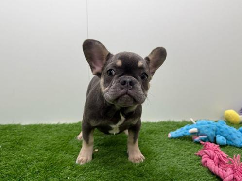 Franse Bulldog pup, Dieren en Toebehoren, Honden | Bulldogs, Pinschers en Molossers, Teef, Bulldog, Fokker | Professioneel, Eén hond