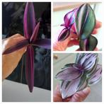 Tradescantia stekjes, Huis en Inrichting, Kamerplanten, Ophalen