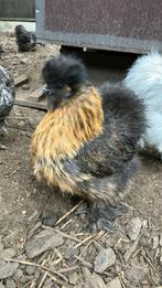 Zijdehoen hen, Dieren en Toebehoren, Pluimvee