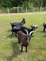 Geiten te koop