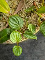 Philodendron mamei, Huis en Inrichting, Kamerplanten, Ophalen