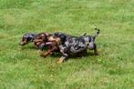 Gladharige Teckel pups te koop, Dieren en Toebehoren, 15 weken tot 1 jaar, CDV (hondenziekte), Dwerg, Meerdere