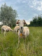 Fokooien Wiltshire Horn, Dieren en Toebehoren, Schapen, Geiten en Varkens