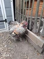 Zedehoen haan met drie kippen, Dieren en Toebehoren, Pluimvee, Kip