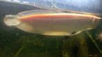 Arowana albinos, Vis, Zoetwatervis