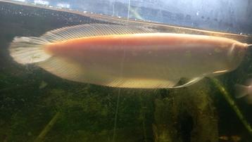 Arowana albinos  beschikbaar voor biedingen