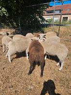 Ramlammeren te koop