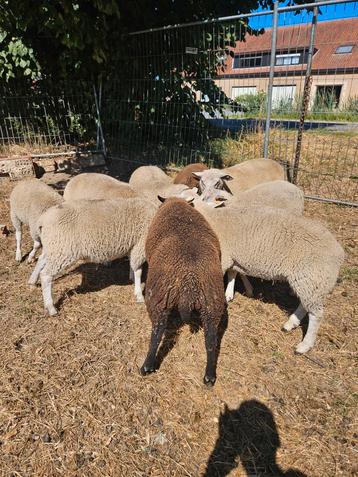 Ramlammeren te koop beschikbaar voor biedingen