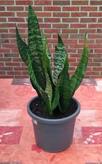 Grijze pot met 3 sansevieres, gemaakt van deze 28/05/2025 n, Ophalen, Vetplant, In pot, Minder dan 100 cm