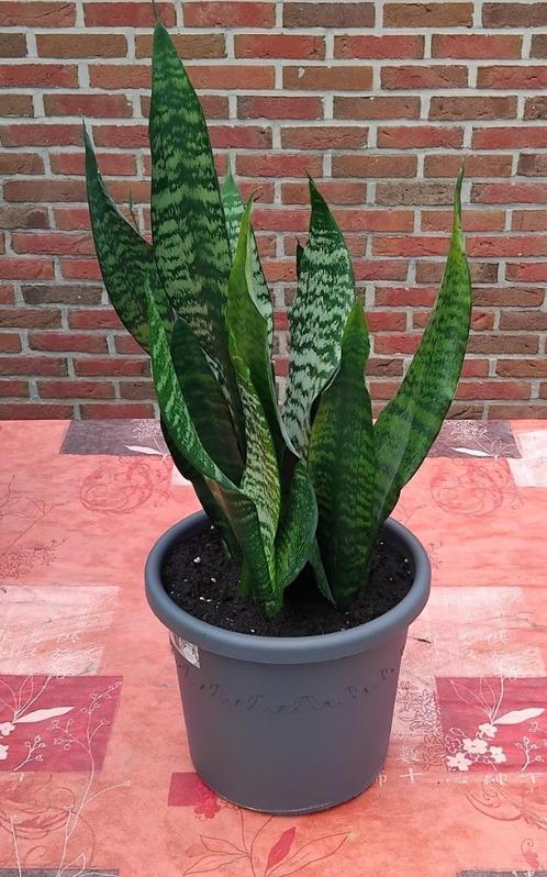 Grijze pot met 3 sansevieres, gemaakt van deze 28/05/2025 n, Huis en Inrichting, Kamerplanten, Vetplant, Minder dan 100 cm, Groene kamerplant