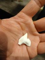 Haaientanden tijgerhaai recent, Enlèvement ou Envoi