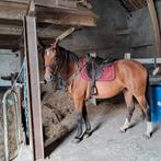 Merrie recreatie /wandelpaard /, Dieren en Toebehoren, Paarden, Merrie