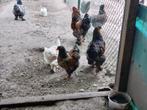 Brahma witgoudgezoomd, goudzwart,goudblauwgezoomd, Meerdere dieren, Kip