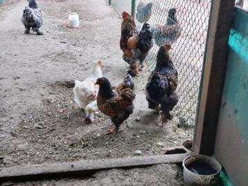 Brahma witgoudgezoomd, goudzwart,goudblauwgezoomd  beschikbaar voor biedingen