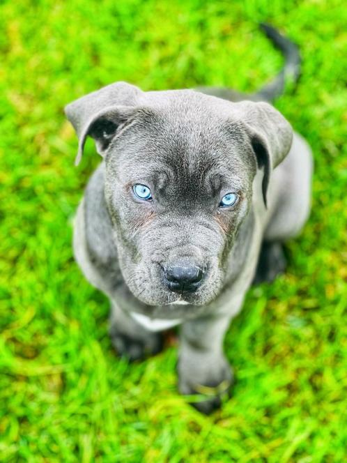 Prachtige Belgische Bandog puppys te koop, Dieren en Toebehoren, Honden | Niet-rashonden, Middel, Meerdere dieren, Fokker | Professioneel