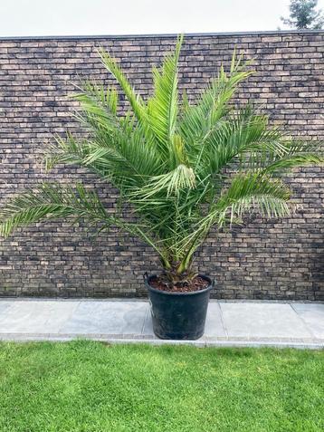 Palmboom Phoenix Canariensis