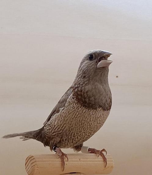 japanse meeuwtjes grijs bruin gepareld ( mannen ), Dieren en Toebehoren, Vogels | Overige Vogels, Tropenvogel, Mannelijk, Tam