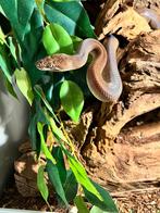 0.1 Antaresia Childreni *volwassen*, Animaux & Accessoires, Reptiles & Amphibiens