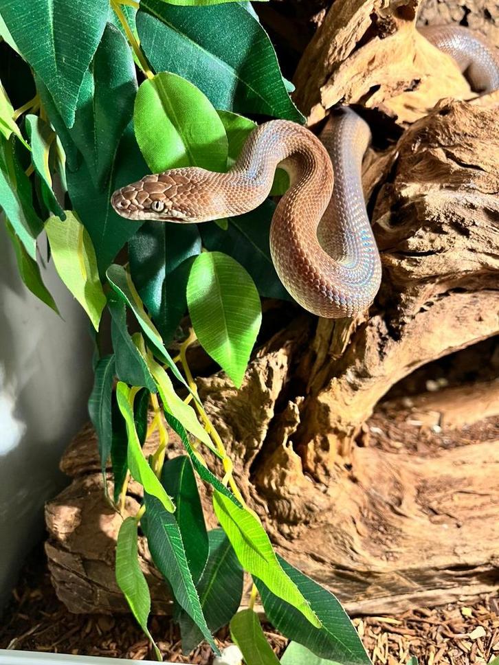 0.1 Antaresia Childreni *volwassen*, Animaux & Accessoires, Reptiles & Amphibiens