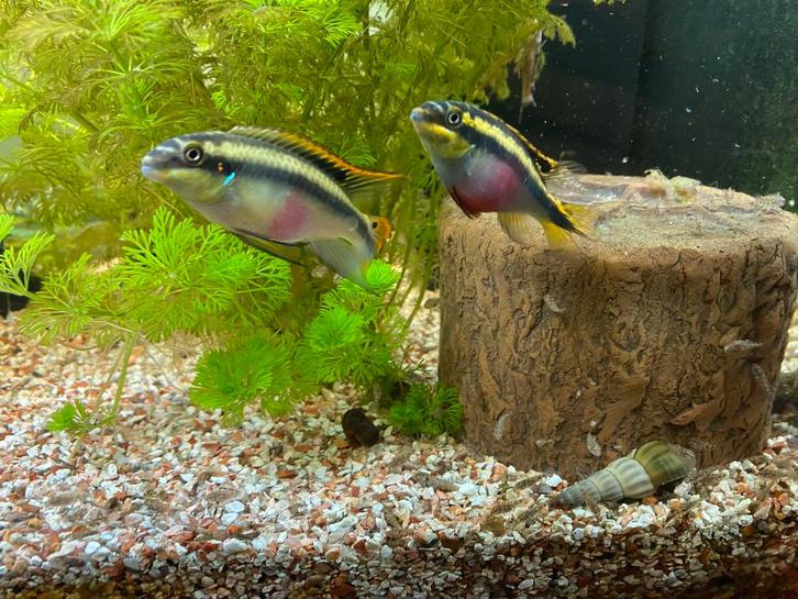 kersenbuik cichlide, Dieren en Toebehoren, Vissen | Aquariumvissen, Zoetwatervis, Vis