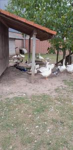 ganzen, Dieren en Toebehoren, Meerdere dieren, Geringd
