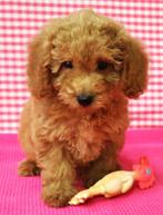 Super mooie poedel pups!, 15 weken tot 1 jaar, Overige rassen, Buitenland, CDV (hondenziekte)