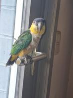 Pop caiques, Dieren en Toebehoren, Vogels | Parkieten en Papegaaien, Tam