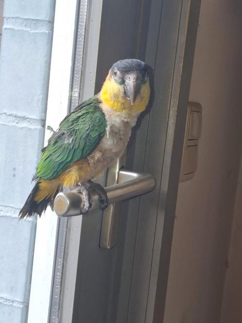 Pop caiques, Dieren en Toebehoren, Vogels | Parkieten en Papegaaien, Tam