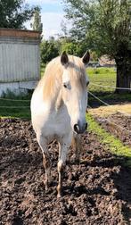 Spaanse merrie, Dieren en Toebehoren, Paarden, Merrie, Minder dan 160 cm, Gechipt, Onbeleerd