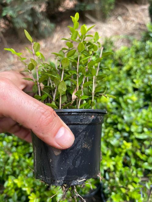 15 lonicera plantjes samen 12€ !!, Tuin en Terras, Planten | Tuinplanten, Vaste plant, Ophalen