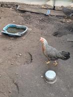 Leghorn zilvergrijs, Enlèvement, Comme neuf