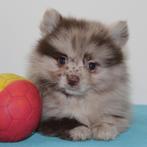 Kleine Kees reutjes - Belgische pups te koop, België, CDV (hondenziekte), 8 tot 15 weken, Meerdere