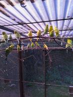 Perruches ondulées 2025, Animaux & Accessoires, Plusieurs animaux, Perruche, Domestique