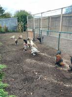 Brahma kippen te koop, Dieren en Toebehoren, Geslacht onbekend, Kip