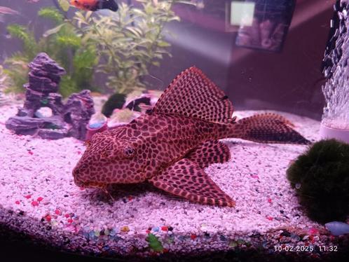 Ruitenkruiser / algeneter, Dieren en Toebehoren, Vissen | Aquariumvissen
