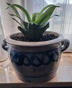 Kamerplant in Keulse pot, Ophalen