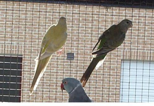 Croupion rouge: femelles, Animaux & Accessoires, Oiseaux | Perruches & Perroquets, Perruche